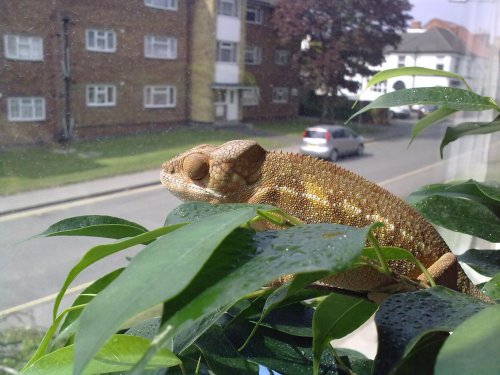Nosey.jpg