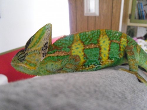 joe my cham.jpg