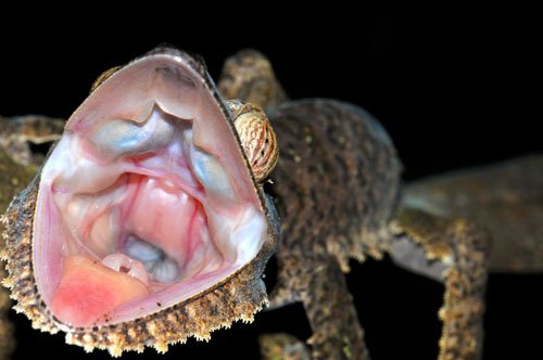 HRE_NM_uroplatus1.jpg