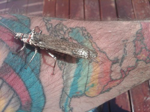 salmon fly.jpg