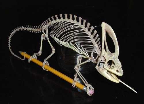 Veiled chameleon skeleton rostral2.jpg