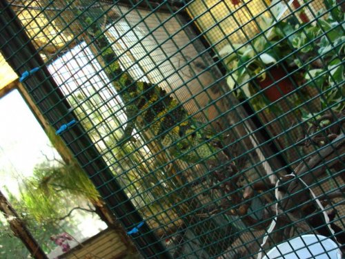 Melleri. may 2011.jpg