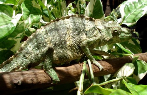 Cyrano Melleri05 11.jpg