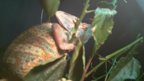 100_0054.jpg