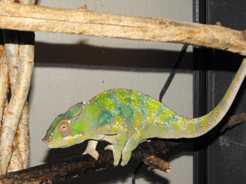Chamelions 1193.jpg