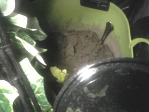 freddy in sand after 3 doses.jpg