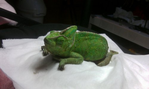 Freddy 7th dose good grip head up.jpg