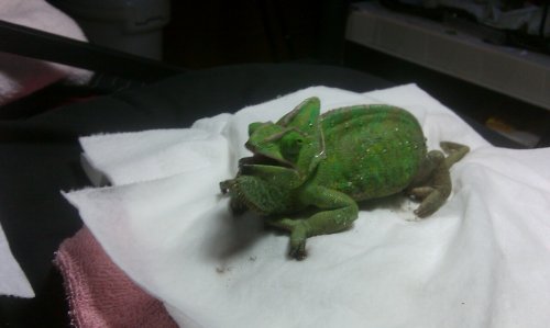 Freddy 7th dose hiss.jpg