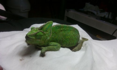 Freddy 7th dose open mouth.jpg