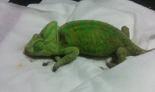 Freddy 7th dose with bruise.jpg