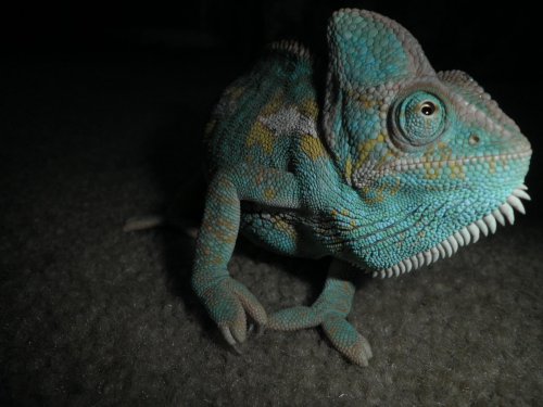 Pregnant chameleon 001.jpg