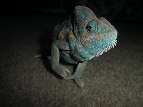 Pregnant chameleon 002.jpg