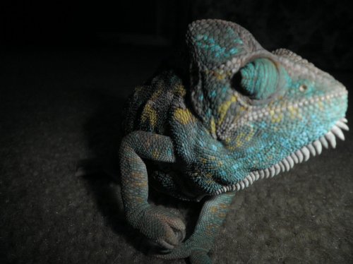 Pregnant chameleon 003.jpg