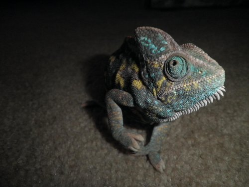 Pregnant chameleon 004.jpg