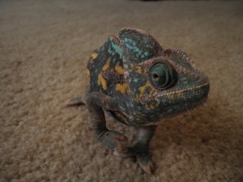 Pregnant chameleon 005.jpg