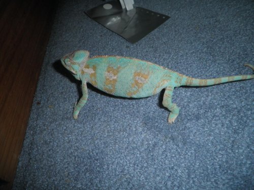 Chameleonnn 003.jpg