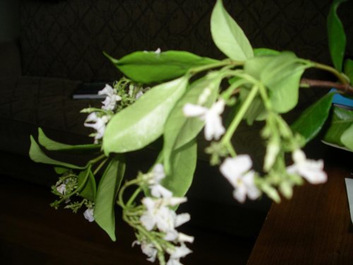 IMGP6707.jpg
