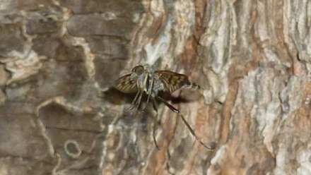 fly51.JPG