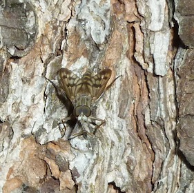 fly56.JPG