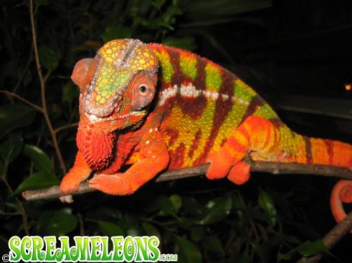 chameleon_skorpion1.jpg