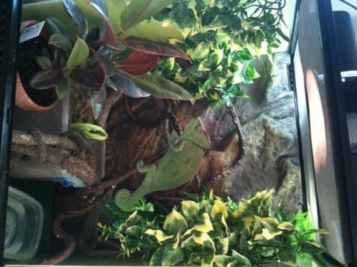 Bertie in cage.jpg