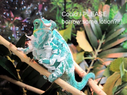 lotion.jpg