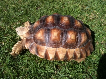 sulcata 1year.jpg