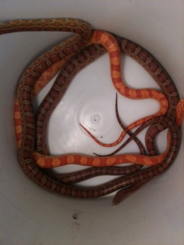 corn snake 1.2.jpg