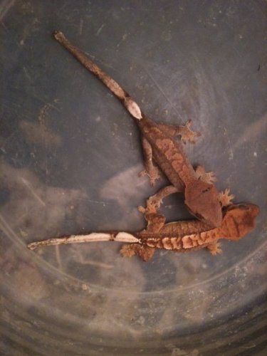 crested geckos.jpg