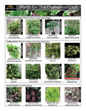 Chameleon-Plants-122819-300x388.jpg