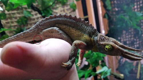 Rainbow jackson's  (Big one) 1  20200811_132305 - 복사본.jpg