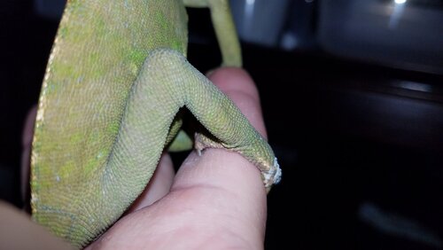 Veiled Chameleon - 4 20200811_125821.jpg