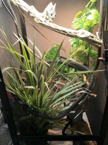 newplant2.jpg