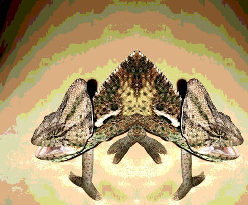strange trip.jpg