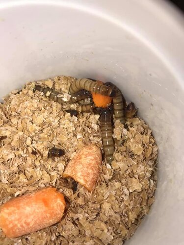 superworms.jpg