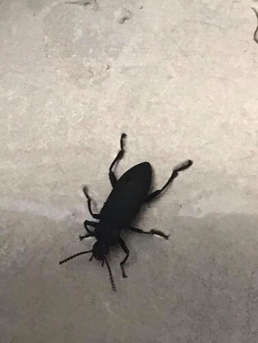 superworm.jpg