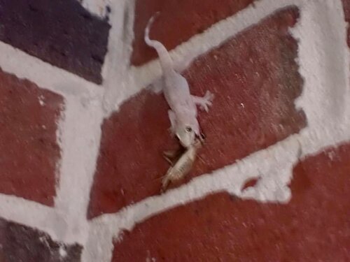 gekko.jpg