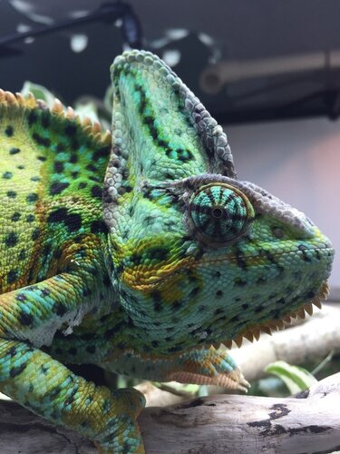 Angry closeup 6-30-20.jpg