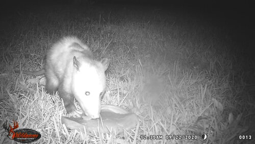 WGI_0013possum licksmore.JPG