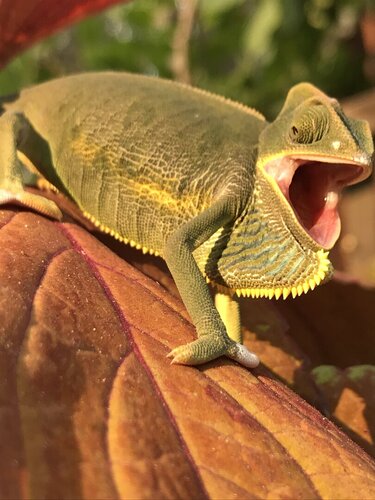 Do Chameleons Yawn?