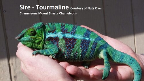 47 - Sire Tourmaline WC.jpg