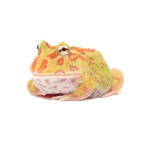 AMPHIBIANOF THE WEEK.jpg AMPHIBIANOF THE WEEK.jpg