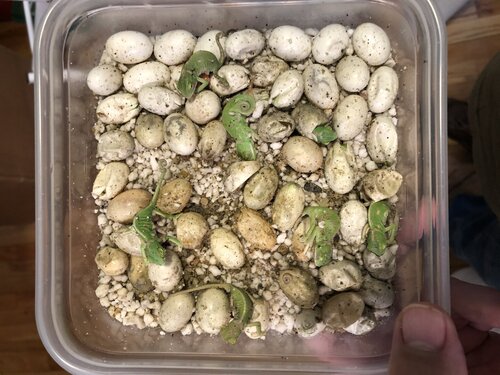 eggs with babies.jpg