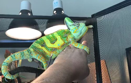 Friendly Veiled Chameleon.JPG