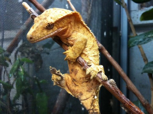 crested gecko.jpg