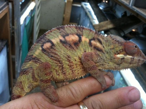 high color female ambilobe.jpg