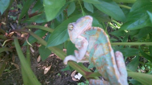 100_0063.jpg