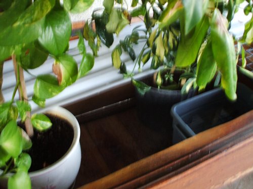 Under Right Floor.jpg