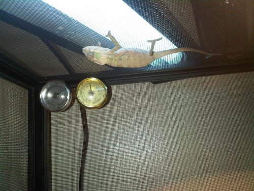 IMG00759-20110605-1249.jpg