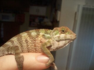 chameleons 106.jpg